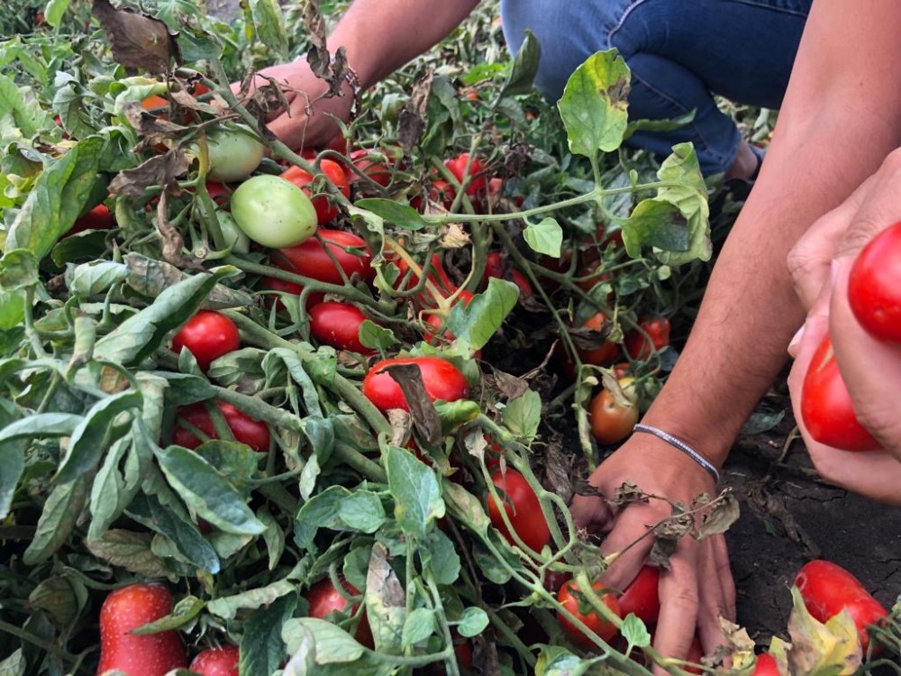 picking tomatoes for pizza