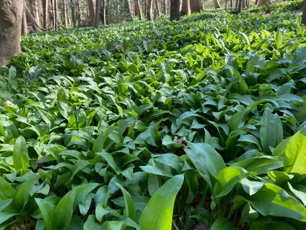 harvesting wild garlic for pesto