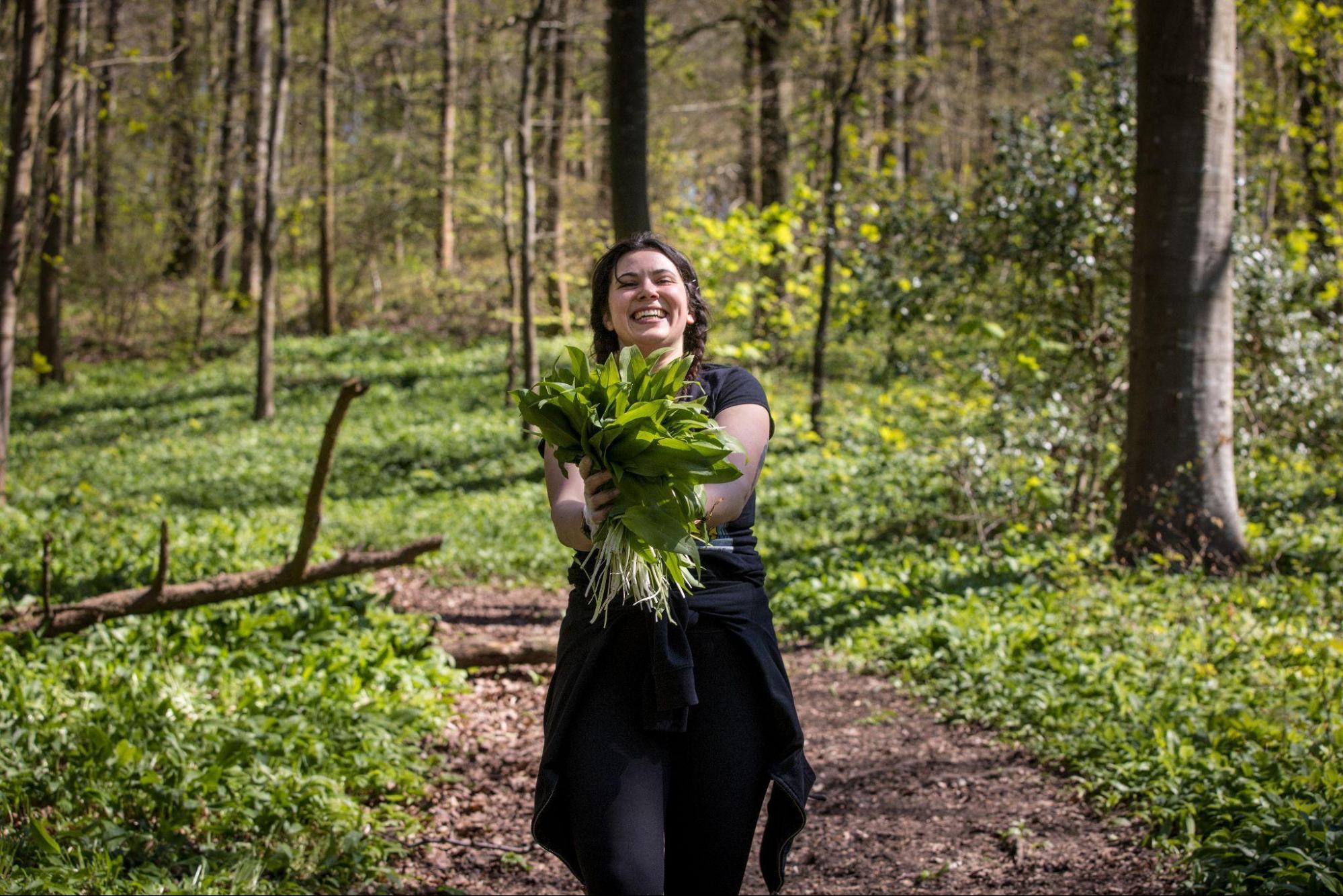 gathering wild garlic