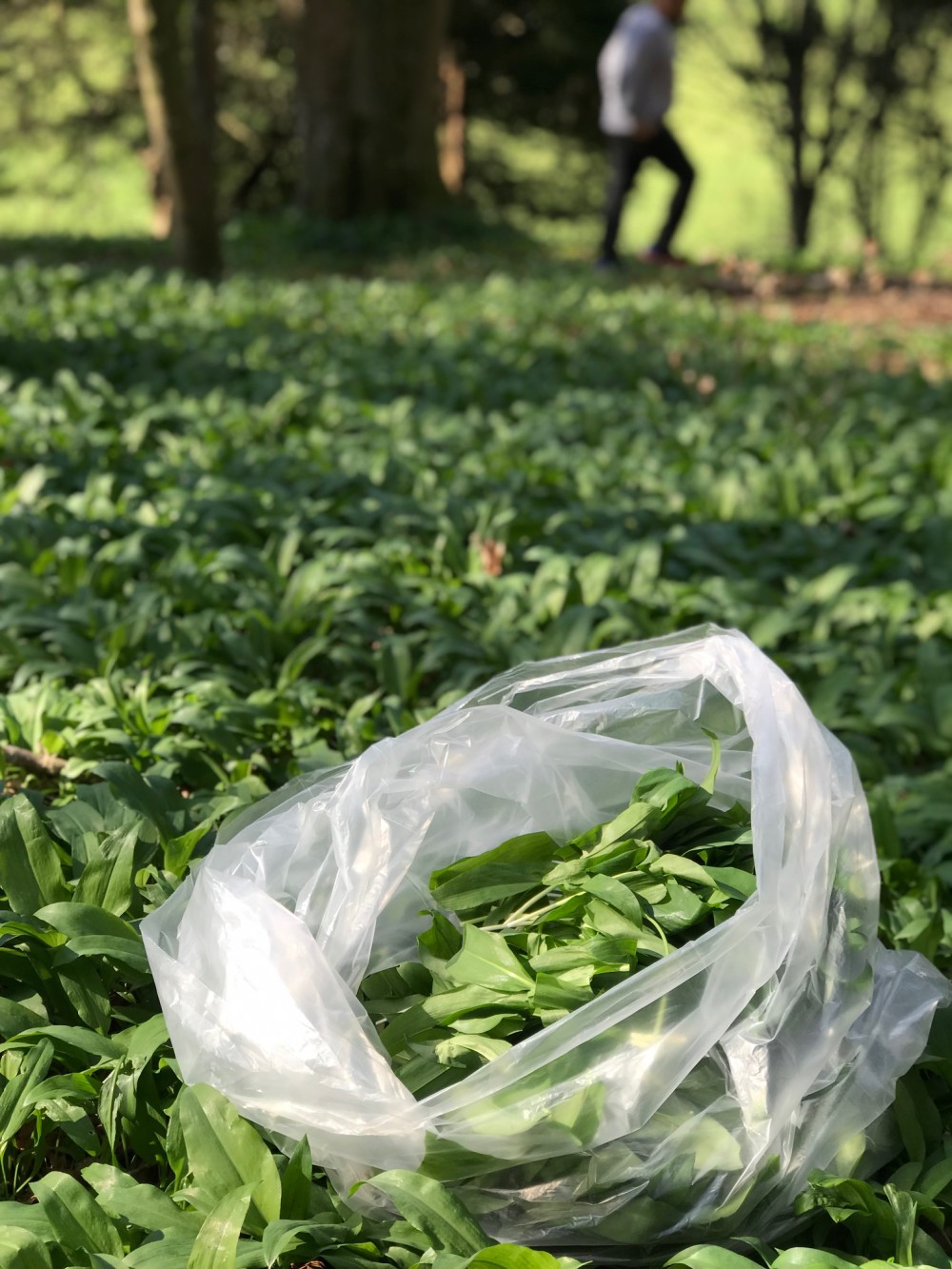 fresh wild garlic